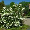 Snowball Tree