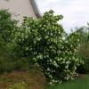 Snowball Tree