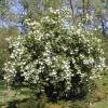 Snowball Tree