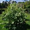 Snowball Tree