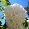 Snowball Tree