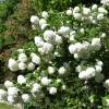 Snowball Tree