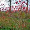 Guelder-rose