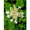 Guelder-rose