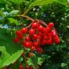 Guelder-rose