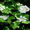 Guelder-rose