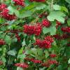 Guelder-rose