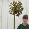 Myrtle, crape mauve