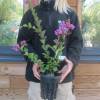 Myrtle, crape mauve