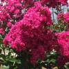 Myrtle, crape pink fuchsia