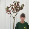 Myrtle, crape pink fuchsia