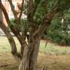 Myrtle, crape berlingot menthe