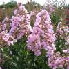 Myrtle, crape pink