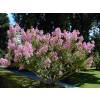 Myrtle, crape pink