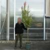 Myrtle, crape pink