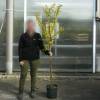 Myrtle, crape pink