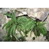 Fern, Maidenhair spleenwort