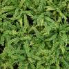 Fern, Maidenhair spleenwort