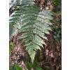 Fern Dryopteris erythrosora