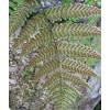 Fern Dryopteris erythrosora