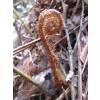 Fern Dryopteris erythrosora