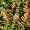 Fern Dryopteris erythrosora