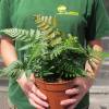 Fern Dryopteris erythrosora