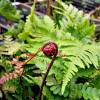 Fern Dryopteris erythrosora