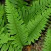 Fern, Common Polypody