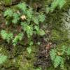 Fern, Common Polypody