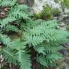 Fern, Common Polypody