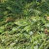 Fern, Common Polypody