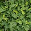 Fern, Common Polypody