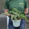 Fern, Common Polypody