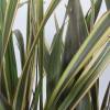 Flax, New Zealand 'Alison Blackman'