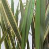 Flax, New Zealand 'Alison Blackman'
