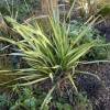 Flax, New Zealand 'Apricot Queen'