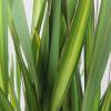 Flax, New Zealand 'Apricot Queen'