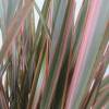 Flax, New Zealand 'Rainbow Queen'