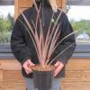 Flax, New Zealand 'Rainbow Queen'