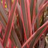 Flax, New Zealand 'Rainbow Queen'