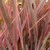 Flax, New Zealand 'Rainbow Queen'