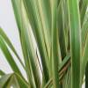 Flax, Variegated New Zealand