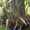 Flax, Variegated New Zealand