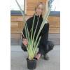 Flax, Variegated New Zealand