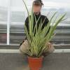 Flax, Variegated New Zealand