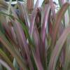Flax, New Zealand 'Jester'