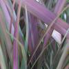 Flax, New Zealand 'Jester'
