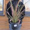 Flax, New Zealand 'Jester'