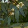 Eucalyptus Tree, Cider Gum